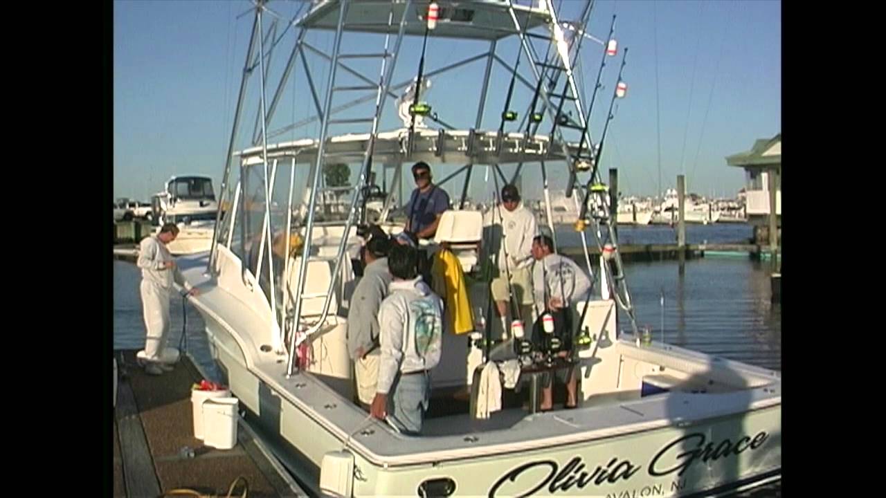 Shark Tournament Cape May, New Jersey YouTube