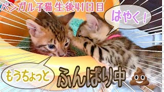 【生後41日目】ニコもやっと初めてのう〇ち！ベルの子猫の成長記録