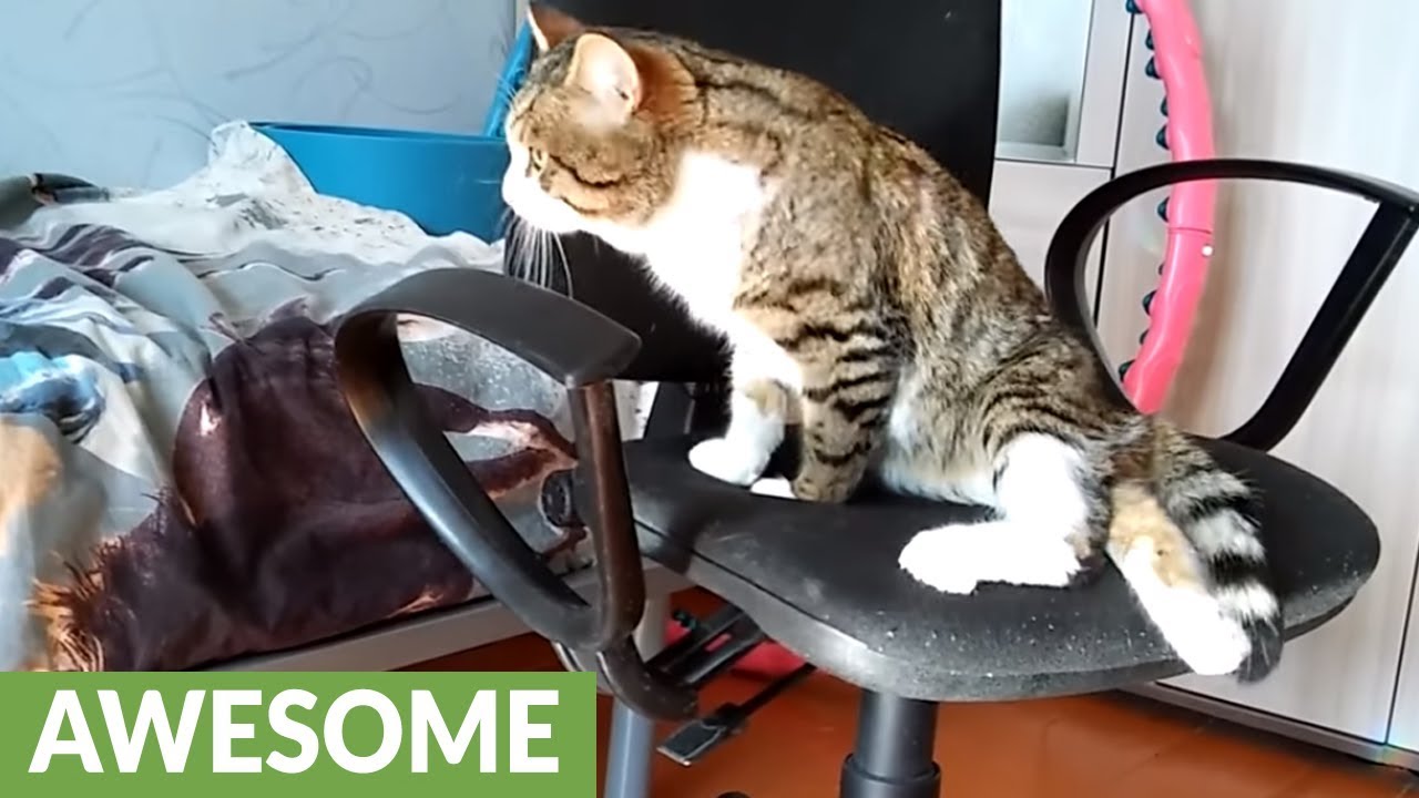 Handicapped cat shows just how strong he is YouTube