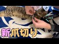 新しい猫用爪切りがめちゃ切れる！！おすすめです