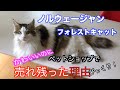 【ペットショップで売れ残ったノルウェージャンフォレストキャットの理由】に言葉を失う/子猫/唖然とする/びっくり