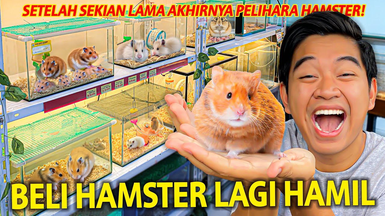 BELI HAMSTER JUMBO YANG LAGI HAMIL! SETELAH SEKIAN LAMA AKHIRNYA AKU PELIHARA HAMSTER LAGI!