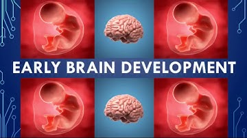 GCSE Edexcel Psychology (9-1) - Early Brain Development [Development]
