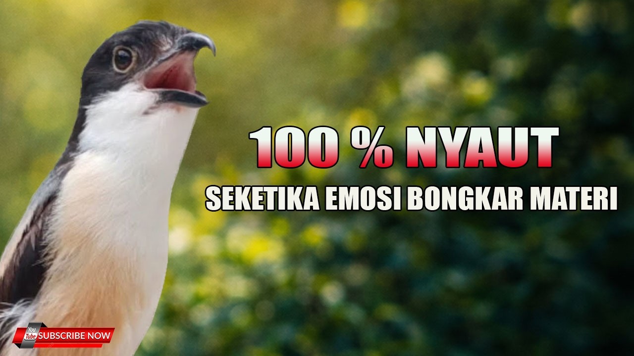 🔴 Live Pancingan Cendet Pagi Hari Sekali Dengar 100% Nyaut Emosi Langsung Bongkar Materi