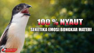 🔴 Live Pancingan Cendet Pagi Hari Sekali Dengar 100% Nyaut Emosi Langsung Bongkar Materi