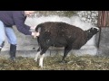 I lend helping hands to Pippy lambing a huge lamb