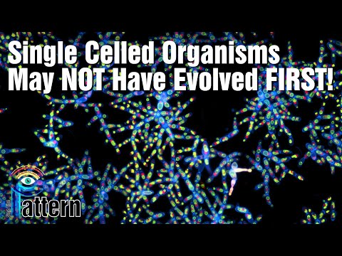 Video: I många cellorganismer?