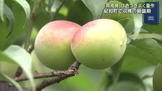 "Nanko Plum" Harvest at Its Peak in Kiwa-cho, Kumano City, Mie Prefecture - A Bumper Crop This Ye... screenshot 1