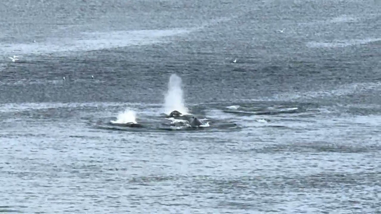 Whales seen on MSC POESIA , August 28, 2026 ￼￼