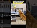 Top 6 Hilarious And Funny Hungry Dog Moments Funny Doggielife Doggie Pets Funnydogs Top 6 Hilarious And Funny Hungry Dog Moments Funny Doggielife Doggie Pets Funnydogs