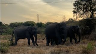 Elephants came to us🐘🤪🇱🇰