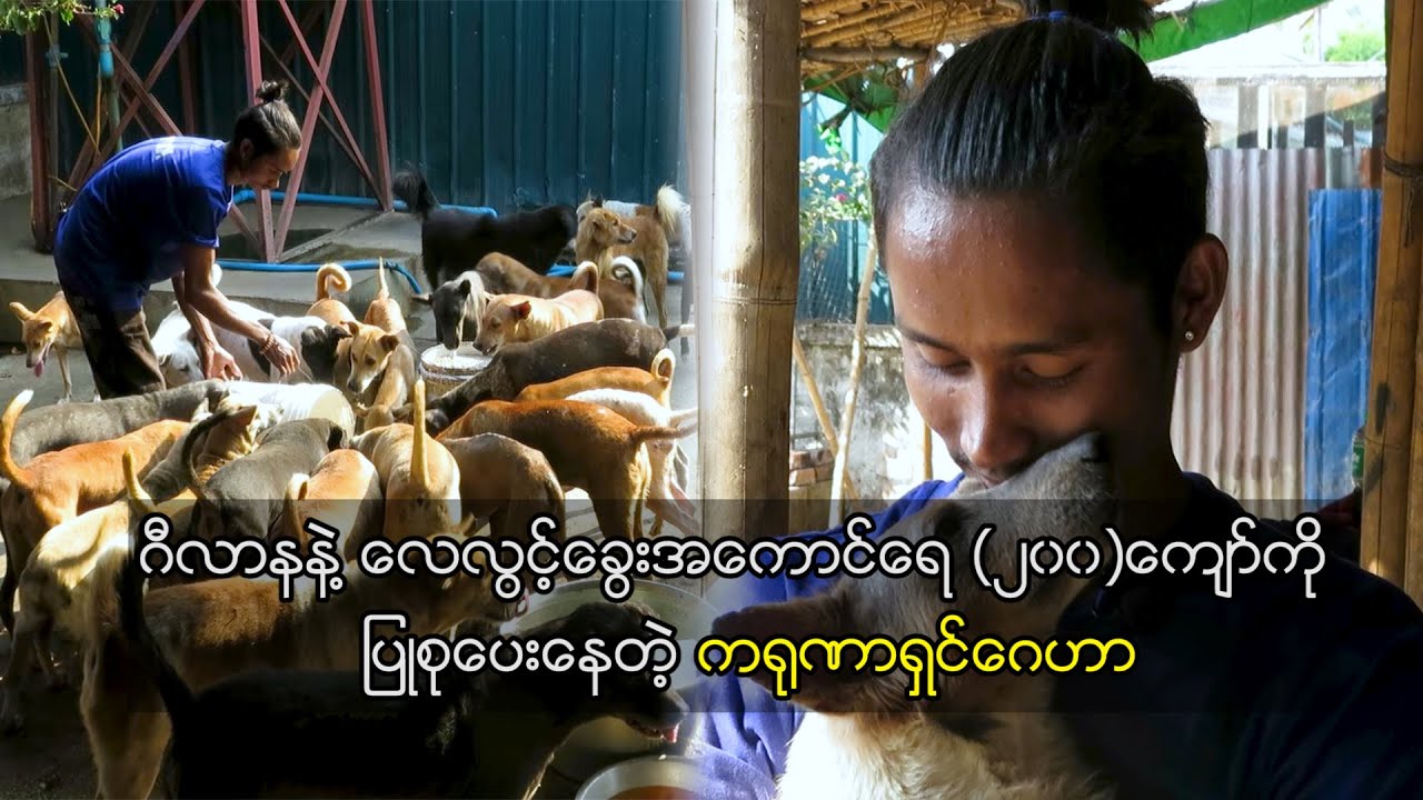 ဂီလာနနဲ့ လေလွင့်ခွေးအကောင်ရေ (၂၀၀)ကျော်ကို ပြုစုပေးနေတဲ့ ကရုဏာရှင်ဂေဟာ