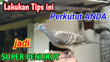 cara agar perkutut mbendoro || penurut dan ngalem sama pemilik