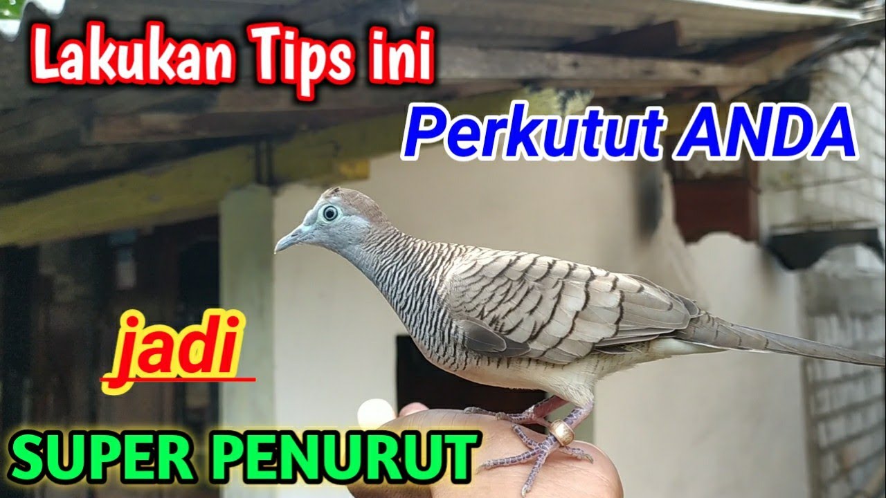 cara agar perkutut mbendoro || penurut dan ngalem sama pemilik