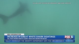 More Sharks Being Spotted At North County Beaches