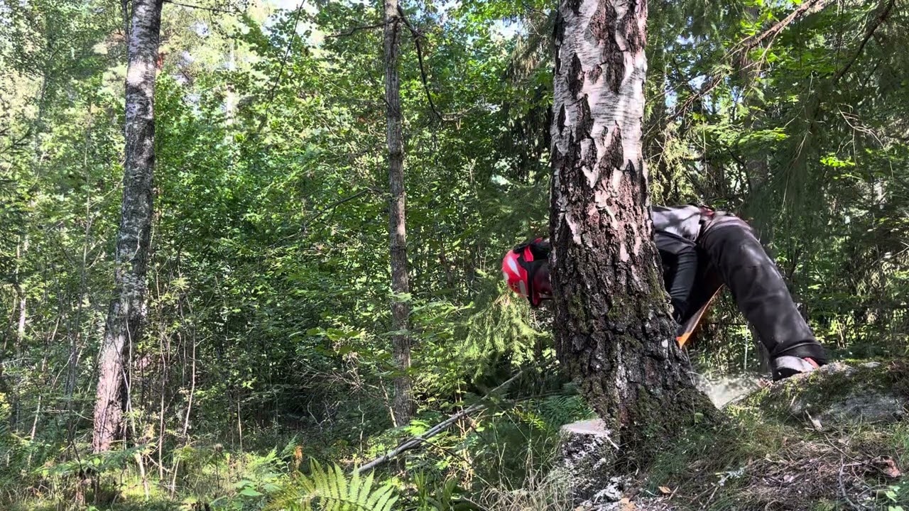 Stihl MS-261 CM Area cleared during tree felling and yet a person shows up. Stihl 🪓🌲🪵🔥🏡🇸🇪