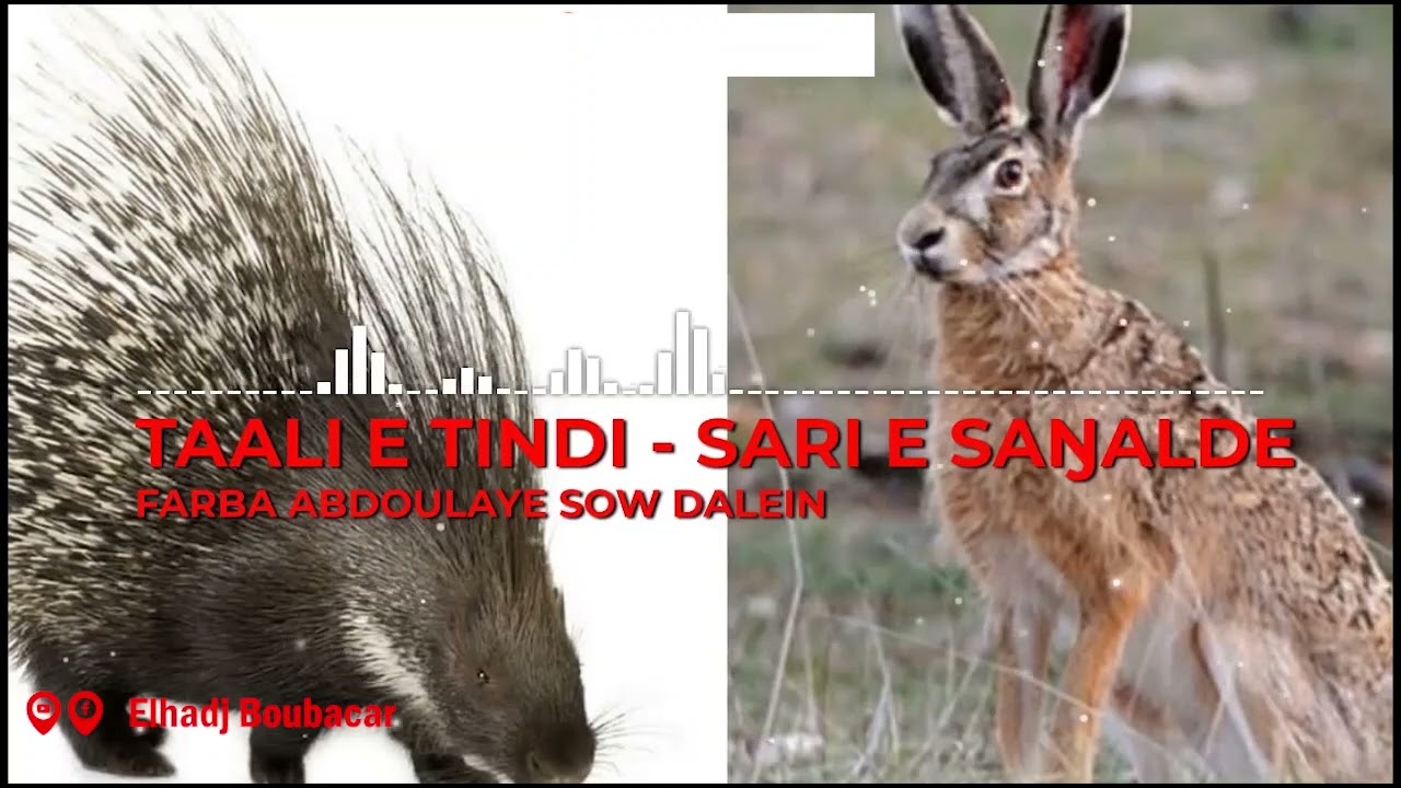TAALI E TINDI - SARI E SAƝALDE FARBA ABDOULAYE SOW