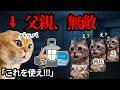 停電になっても家族のためなら冷静なウチの父親がこちら... #猫ミーム #猫マニ