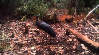 Storms stork in Bornean rainforest