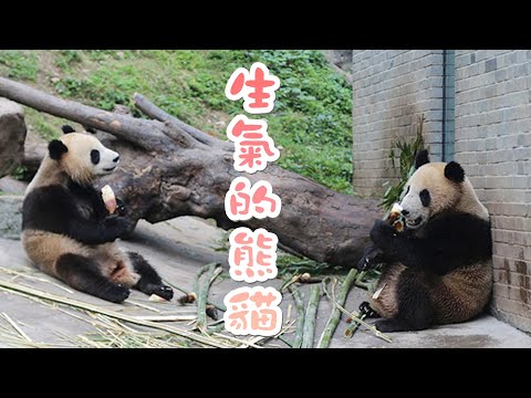 《超萌滾滾秀》225期 熊貓生氣了是什麼樣子？ | iPanda熊貓頻道