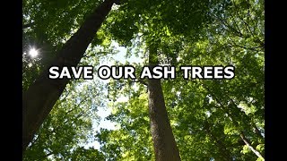 Save Our Ash Trees - Emerald Ash Borers