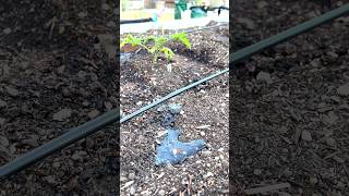 EASY Raised Bed Drip Irrigation System #dripirrigation