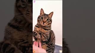 Cutest Cat Reactions#cutecat  #catreactions  #funnycats  #ranked  #catsofyoutube  #petcompilation