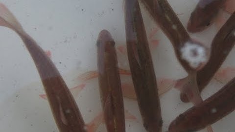 Trapping Suckers and Chubs for Winter Musky Bait