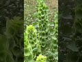 Bells of Ireland, is a Cool Flower
