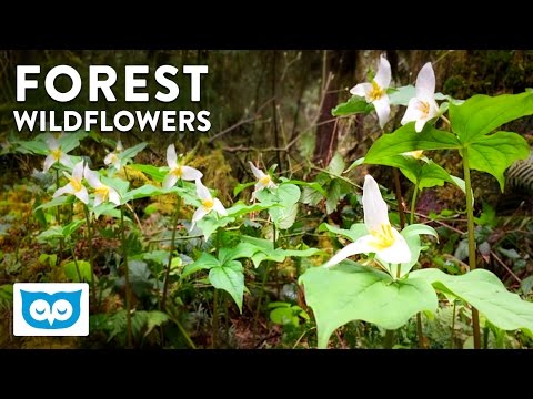 Ambient Forest Sounds - 2 Hours Relaxing Nature, Birds, River, Flowers