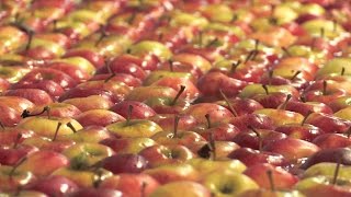 Download Lagu Van Kessel Fruit MP3