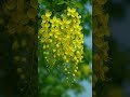 nature flower #flowers #nature #awesome #trending #nkcvishion #shorts #nisarga #likesharesubscribe