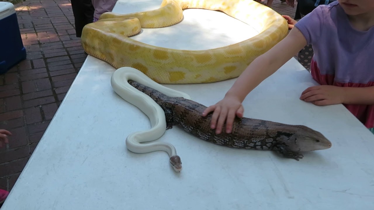 rat snakes in alabama Wait For It!