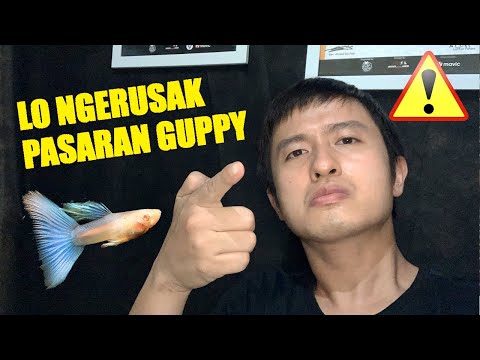 Harga Ikan Guppy Liar