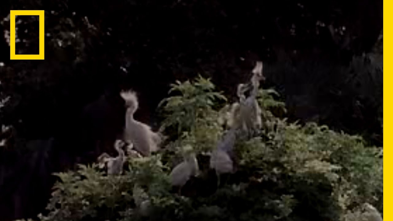 Snowy Egret's Nest | National Geographic 