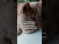 Приступы лени #cat #котмишель #настроение #мем #кот #юмор #прикол #funnycats