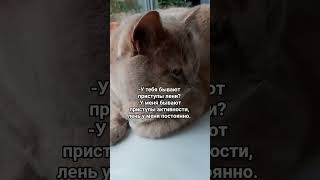Приступы лени #cat #котмишель #настроение #мем #кот #юмор #прикол #funnycats