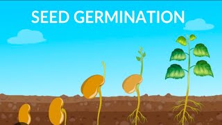 What Is Seed Germination || SEED GERMINATION || Plant Germination || Plant Sceince for Kids