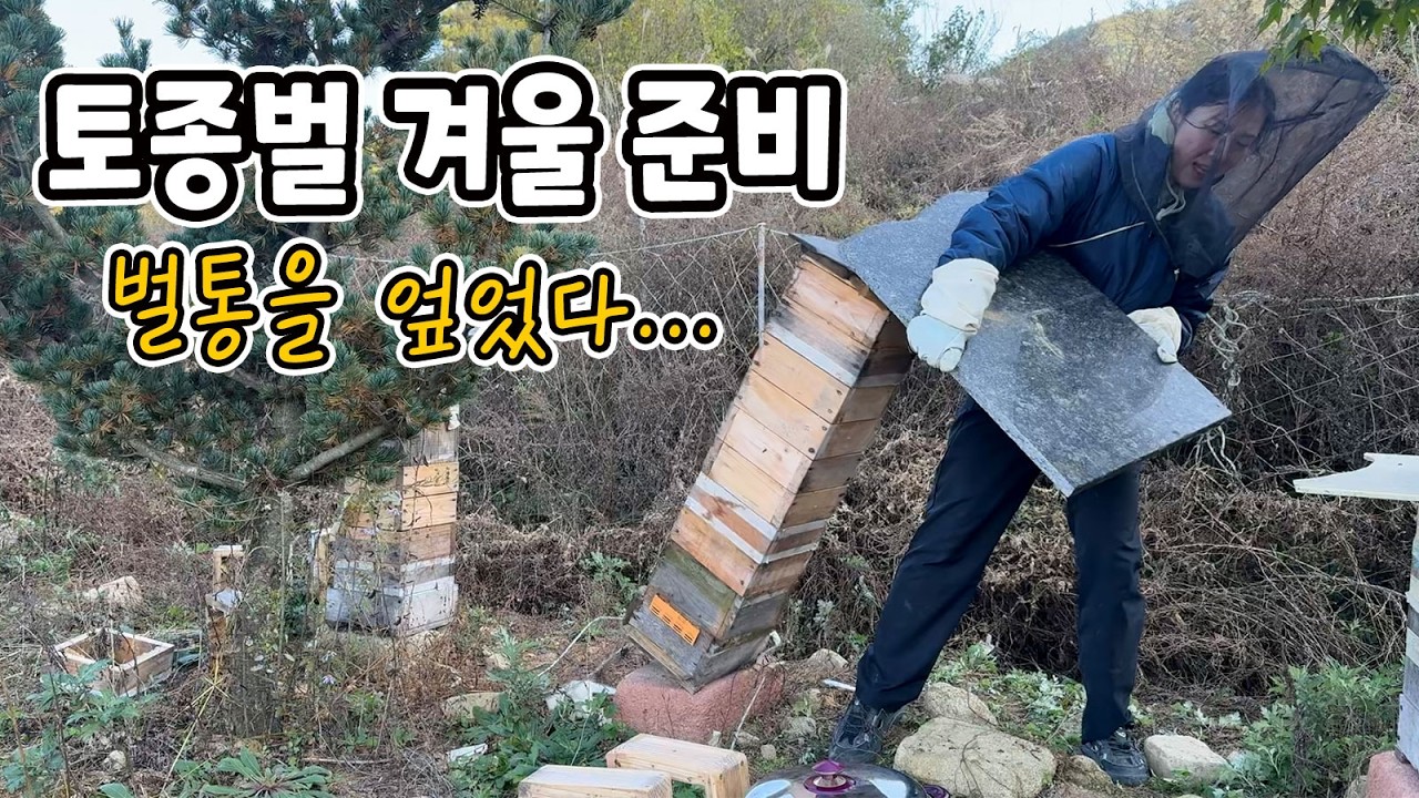 [🐝토종벌일기] 토종벌 월동 준비하다 벌통을 엎었다…｜먹이·보온·놓친 신호