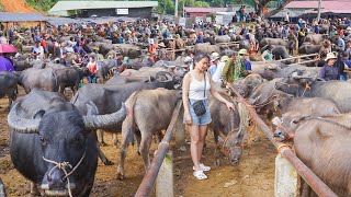 Download Lagu Use Truck To Travel 1000Km To The Buffalo, Cow, Horse Market - Buy Buffaloes To Sell For Villagers MP3