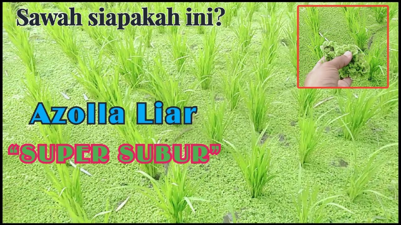 Azolla Liar di Persawahan Penduduk