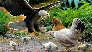 SALAH SASARAN!!!ELANG KALAH SAMA INDUK AYAM