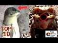 MISTERYOSONG HAYOP NAKUNAN SA CAMERA | Strange Unindentified Creatures Caught on Cam