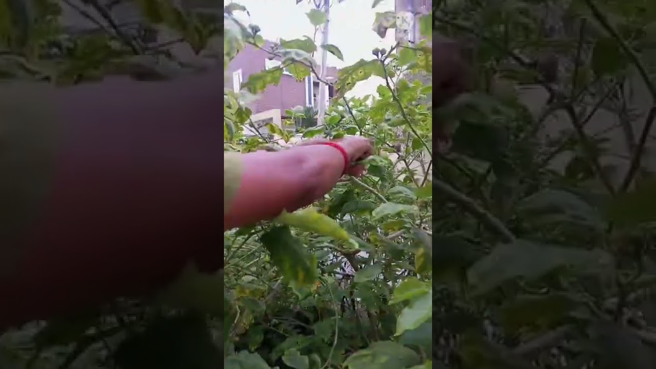 Todays Harvest-Sundakai (Turkey Berry)