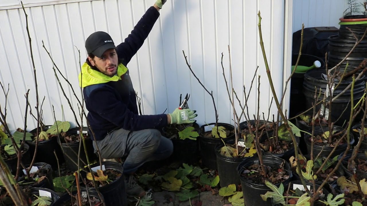 Pruning Young Fig Trees for the Proper Form - Super Important