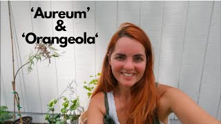 Unboxing my new Japanese Maple trees from MrMaple:: Aureum and Orangeola 🍁🌳