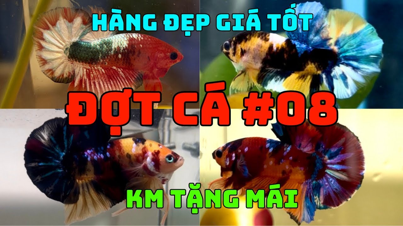 ĐỢT CÁ BETTA #08 - Hàng Đẹp Giá Tốt - Koi Nemo, Koi Yellow, Red Fancy, Yellow Fancy, FCCP…