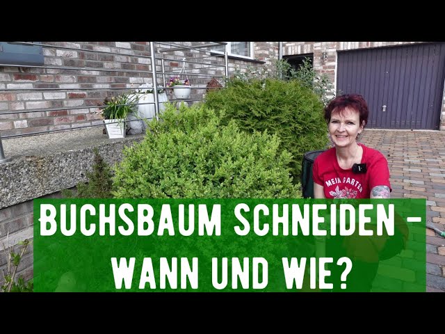 Buchsbaum schneiden - wann und wie?