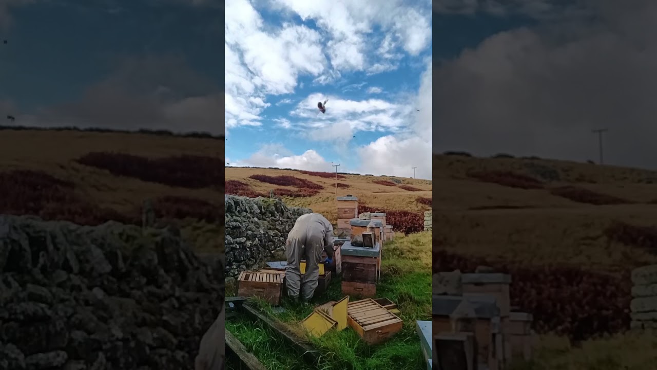 Harvesting heather honey. (manual method)