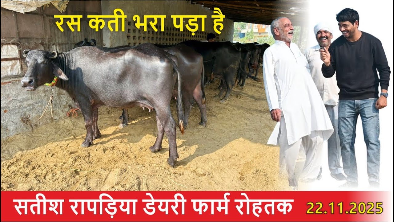 Он полон сока || Народная медицина от болезней животных || Молочная ферма Сатиша Раприи в Рохтаке